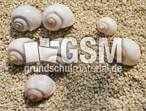 Schneckenhäuser-5+2.jpg